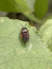 Pachyanthidium paulinieri
