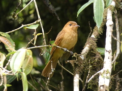 Rhytipterna holerythra