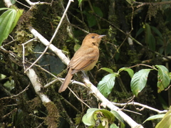 Rhytipterna holerythra