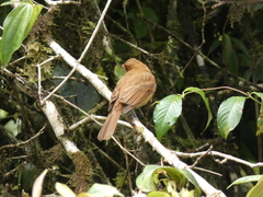 Rhytipterna holerythra