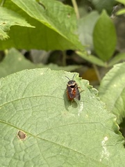 Pachyanthidium paulinieri