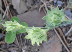 Onobrychis aequidentata