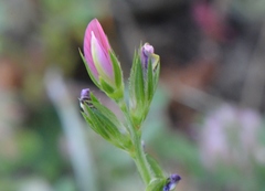 Onobrychis aequidentata