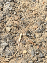 Diptera