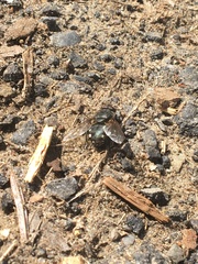 Diptera