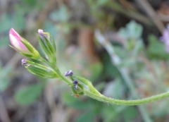 Onobrychis aequidentata