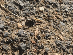 Diptera