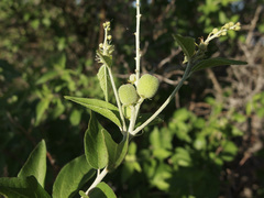 Croton sonorae