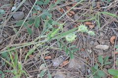 Onobrychis aequidentata