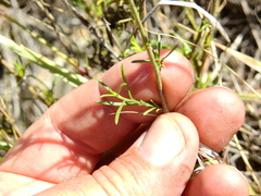 Gutierrezia gilliesii