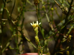 Gutierrezia gilliesii