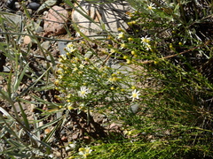 Gutierrezia gilliesii