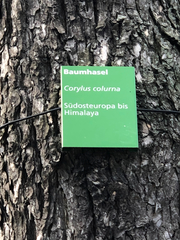 Corylus colurna
