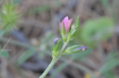 Onobrychis aequidentata
