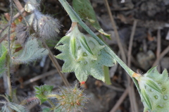 Onobrychis aequidentata