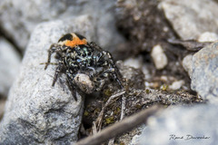 Anasaitis elegantissima