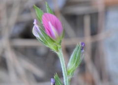 Onobrychis aequidentata