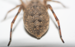 Zoropsis