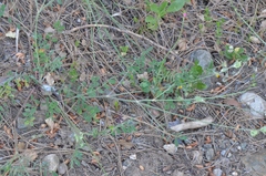 Onobrychis aequidentata