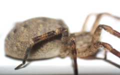Zoropsis