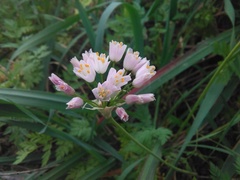 Allium roseum