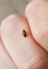 Tropidosteptes quercicola