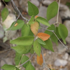 Croton sonorae