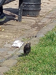 Sturnus vulgaris