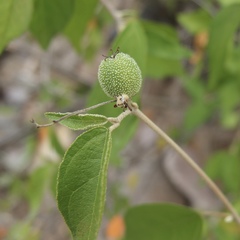 Croton sonorae