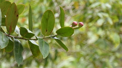 Marcgraviastrum subsessile