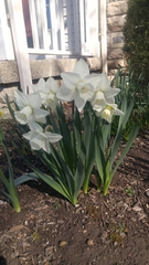 Narcissus moschatus