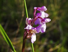Anacamptis morio morio