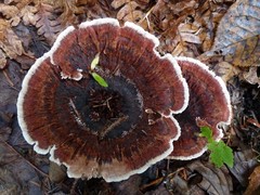 Phellodon tomentosus