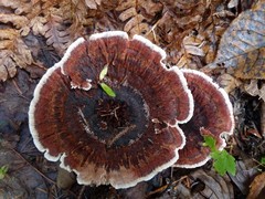 Phellodon tomentosus