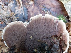 Phellodon tomentosus