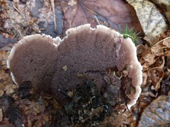 Phellodon tomentosus