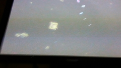 Protoperidinium