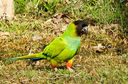 Aratinga ñanday (Aratinga nenday)