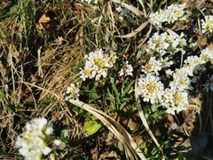 Noccaea goesingensis