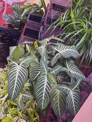 Caladium lindenii