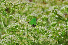 Cyanophrys pseudolongula