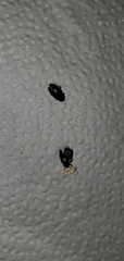 Coleoptera