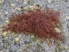 Sarcodiotheca