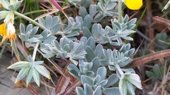 Lotus creticus