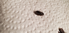 Coleoptera