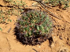 Lobivia cinnabarina