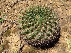 Lobivia cinnabarina