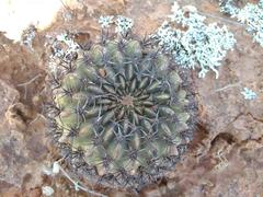 Lobivia cinnabarina