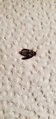 Coleoptera