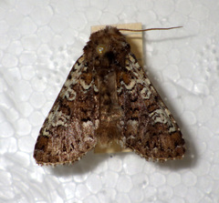Crypsedra gemmea